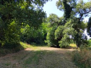 Lire la suite à propos de l’article UN BEL APRÈS-MIDI DE DÉCOUVERTE DE PLANTES COURANTES AUX INTÉRESSANTES VERTUS MÉDICINALES À BELLOCQ (64)