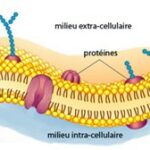 Quelques fondamentaux à connaître…